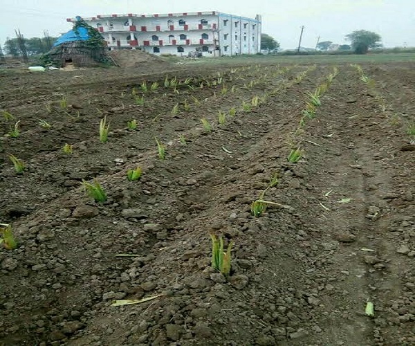 farmer doing aloevera farming and earn lacs, theinterview.in